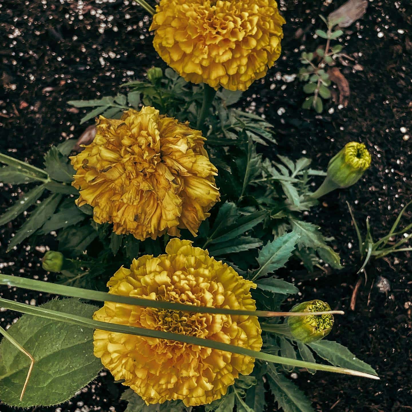 marigold unhealthy flowers