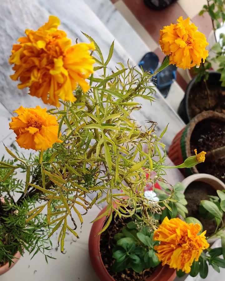 marigold with yellow leaves