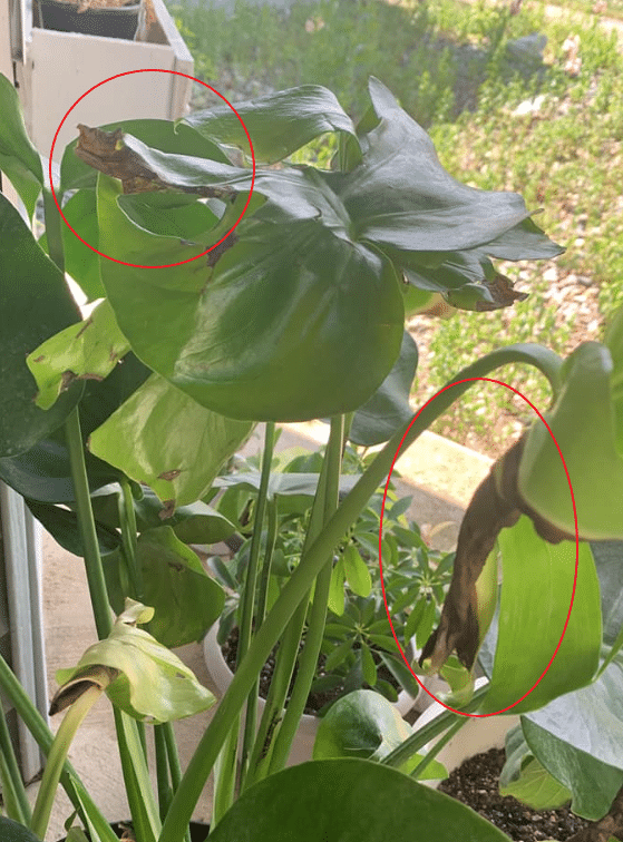 monstera brown leaves