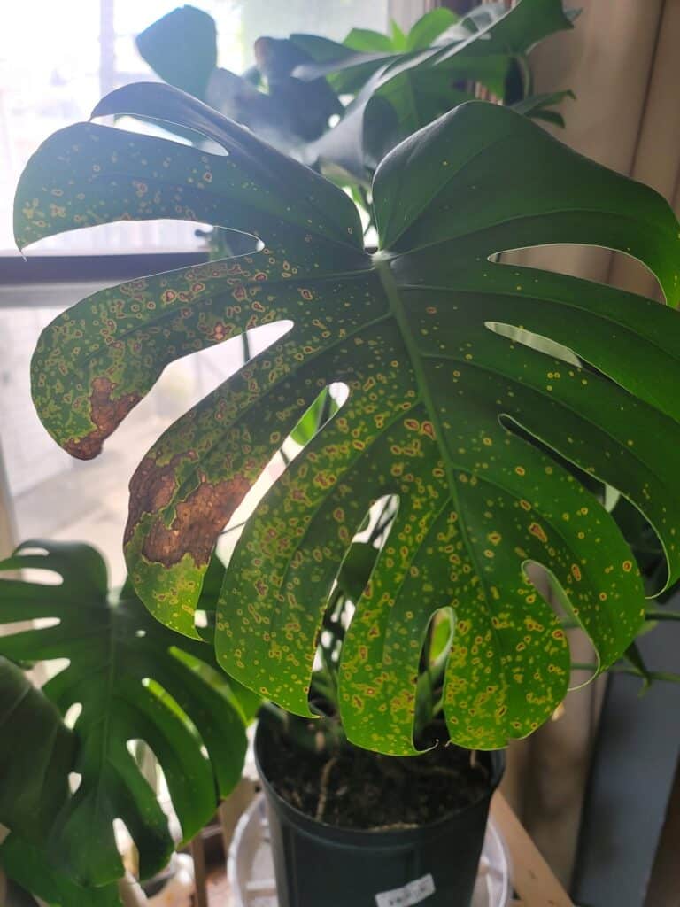 monstera brown spots diseases