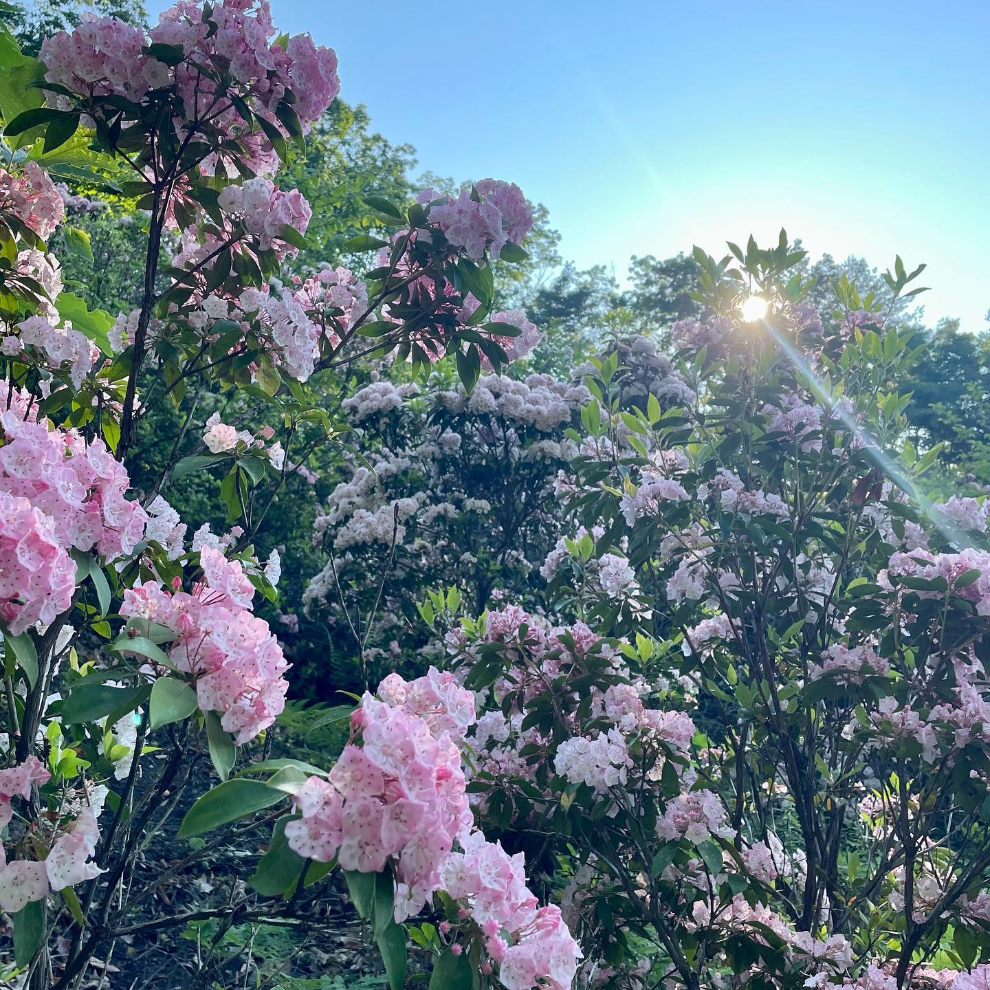 Mountain Laurel