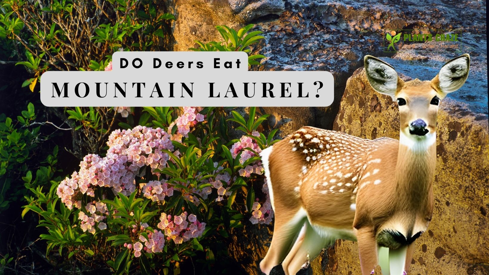 do-deer-eat-mountain-laurel-5-ways-to-repel-them