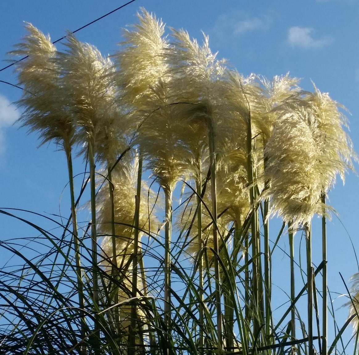 pampus grass flower