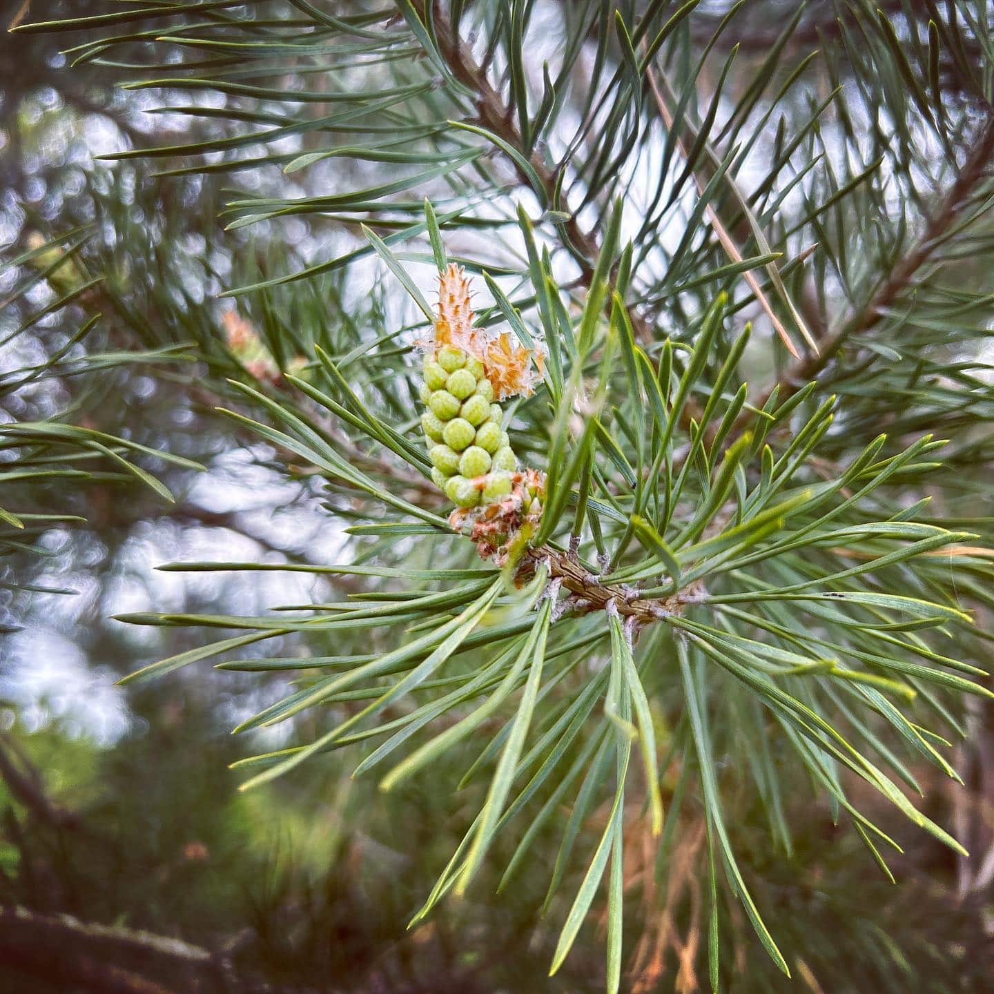 How Long Does Pine Pollen Last? [Pollen Season [current-year]]