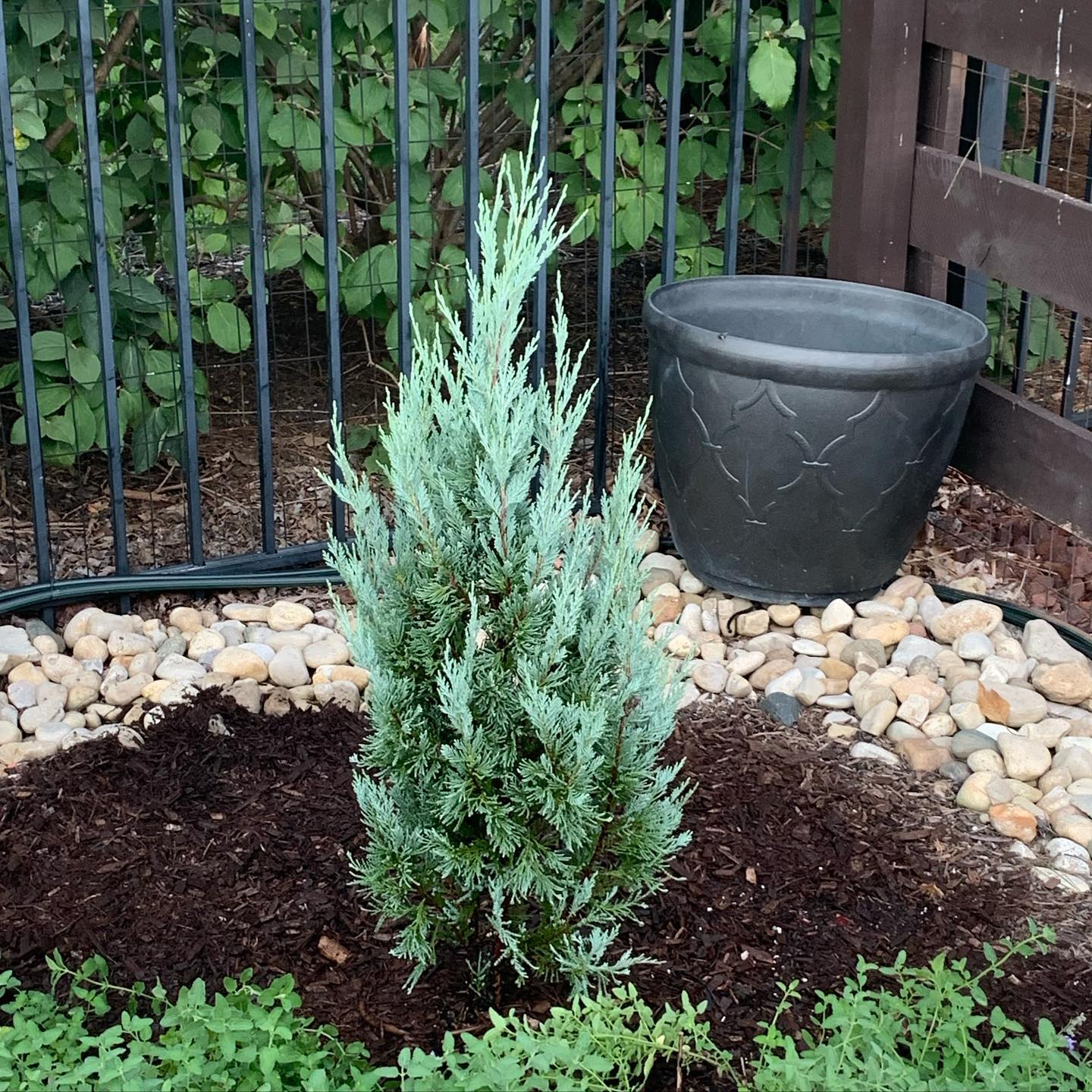 planted Moonglow Juniper in ground