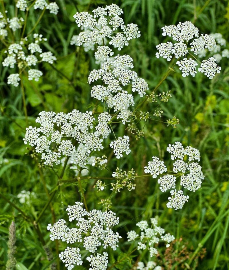 Where Does Poison Hemlock Grow?