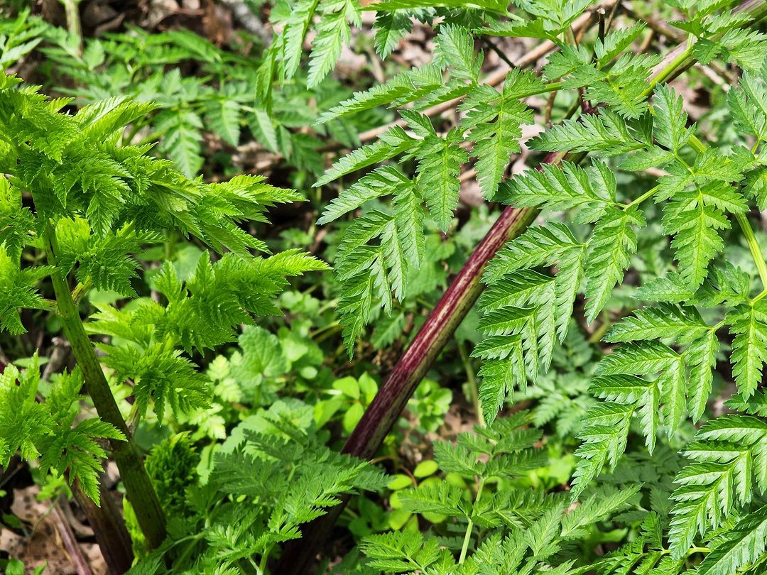 where-does-poison-hemlock-grow