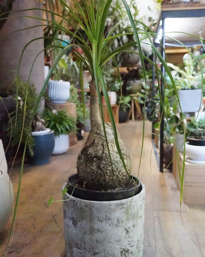 Ponytail palm, one of the trees that look like cat