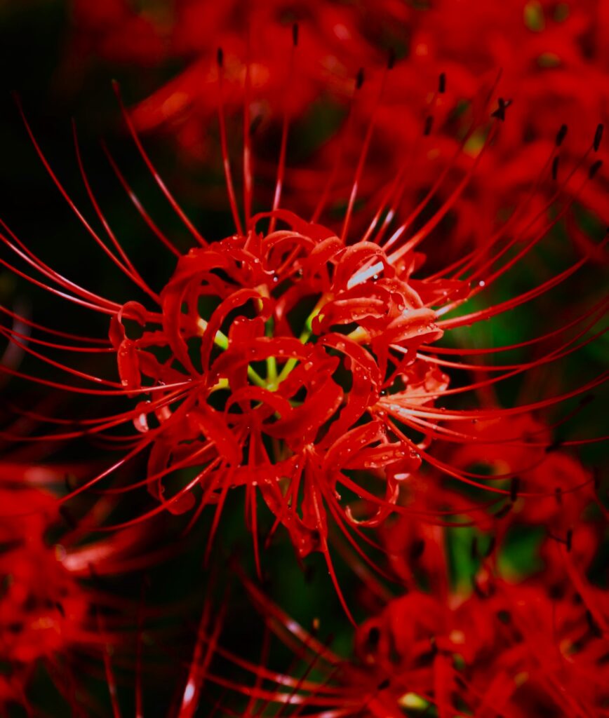 9+ Flowers That Mean Death [The Sad Resemblances!]