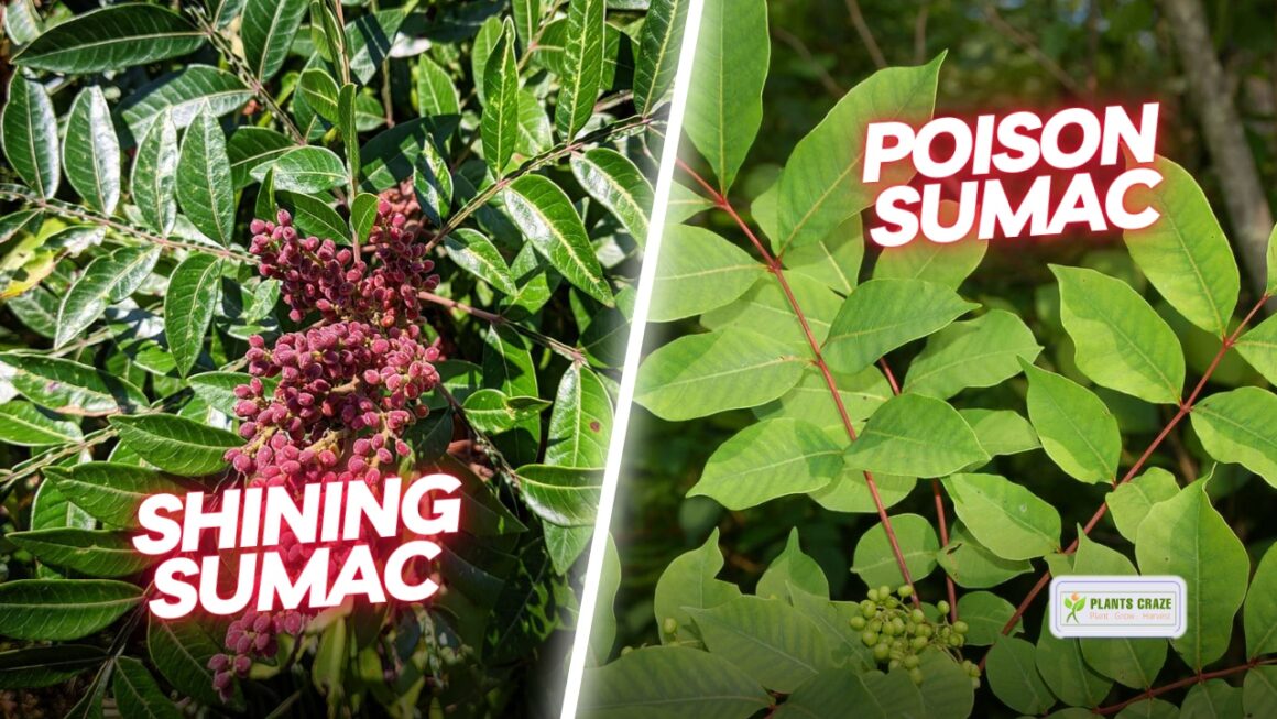 3 Plants That Look Like Poison Sumac [But are Safe!]