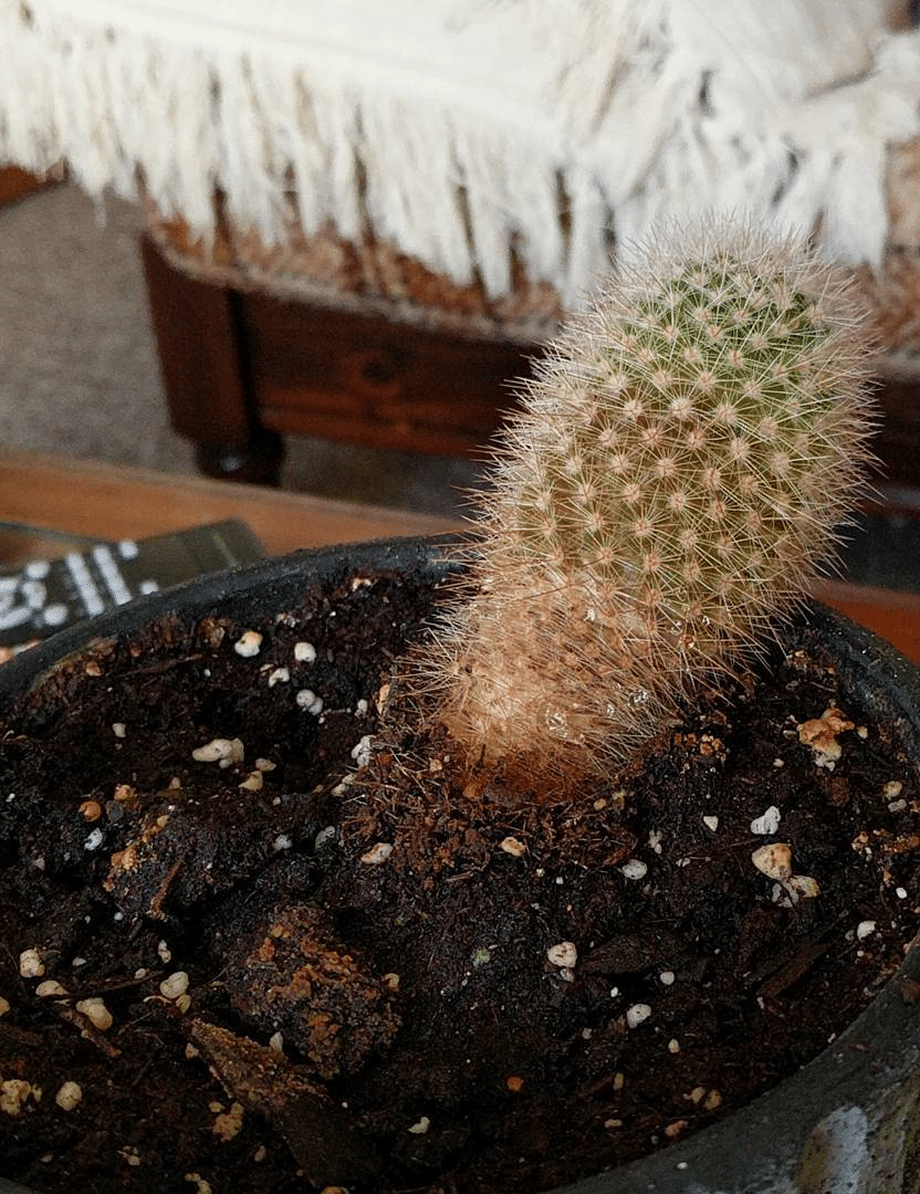 Cactus that is growing over a pot 