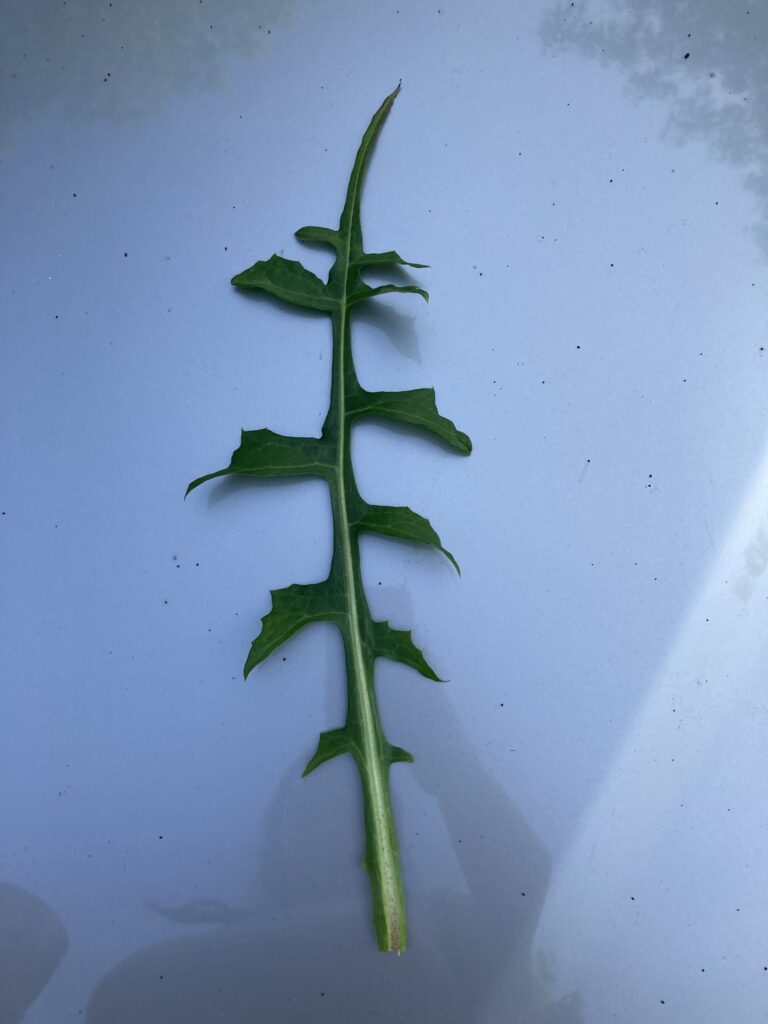 Sow thistle foliage