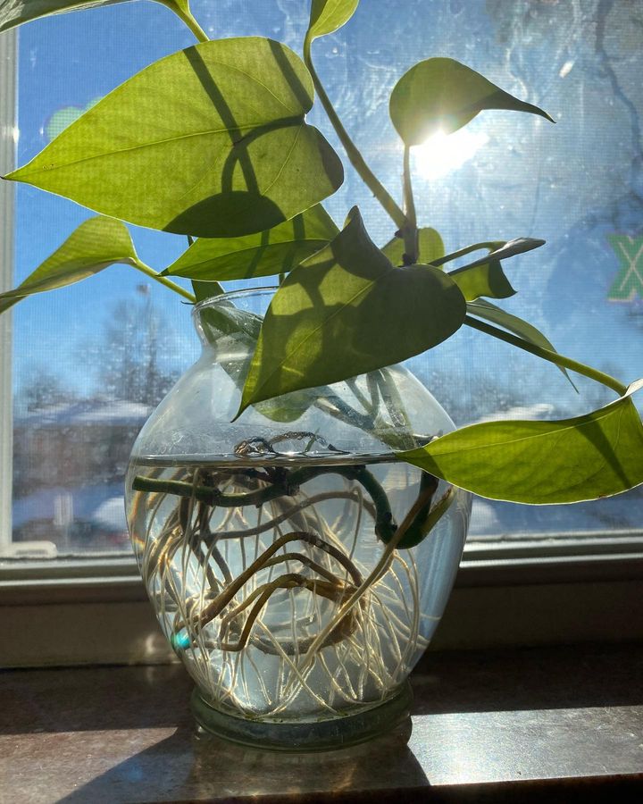 variegated neon pothos on light