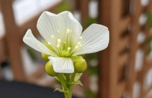 aesthetic venus fly trap flower