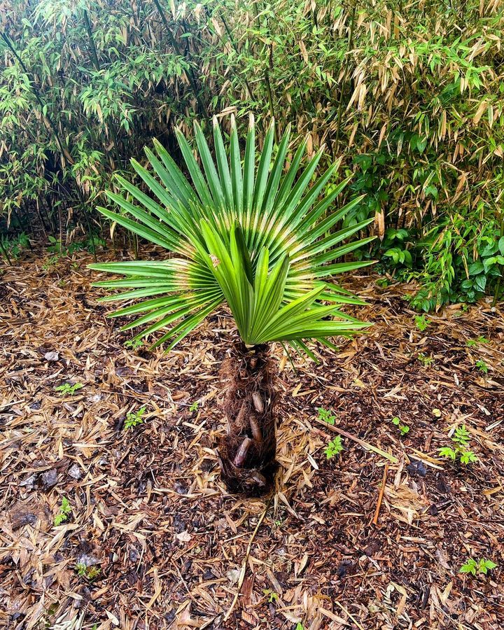 windmill palm