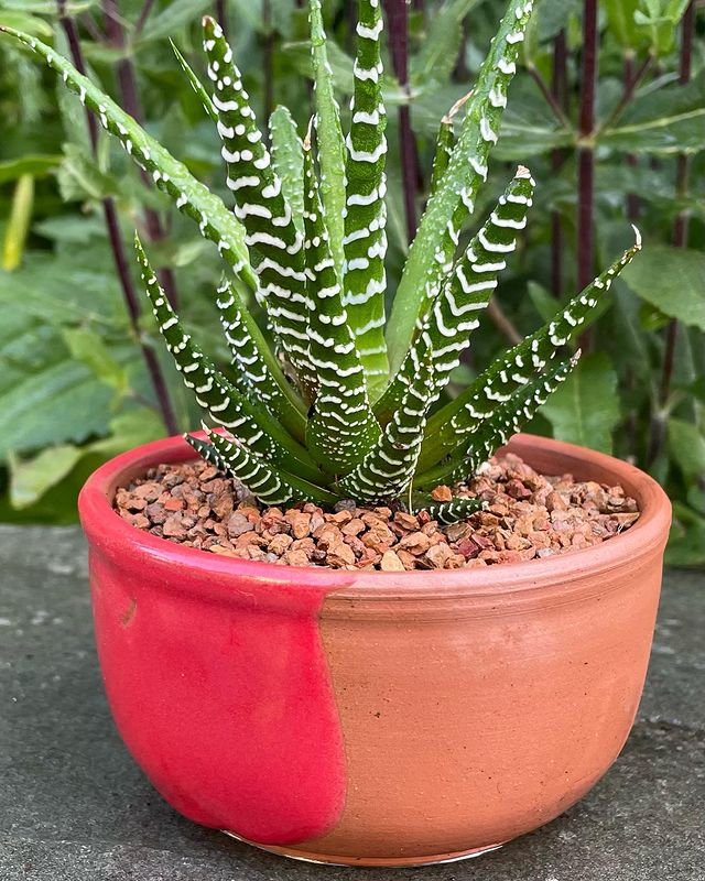 zebra plant on a pot