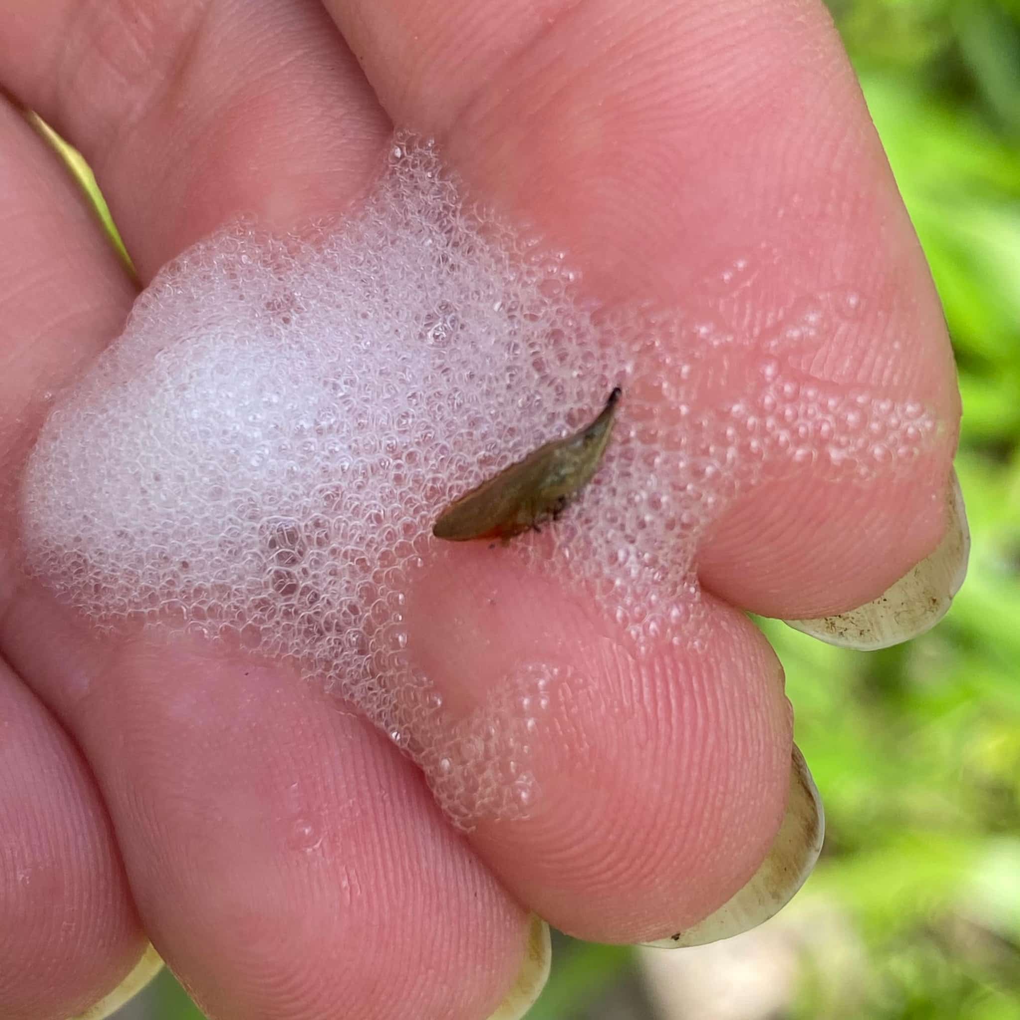 Image represents adult Spittlebug responsible for foamy substance on plants