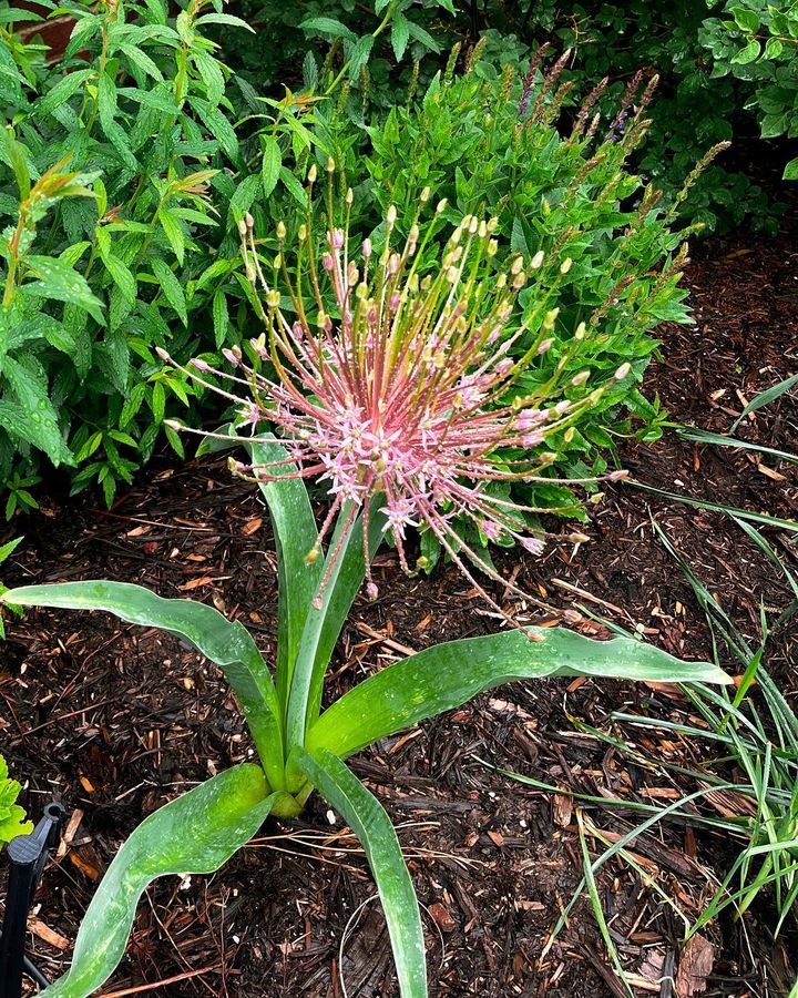 Allium flowers outside