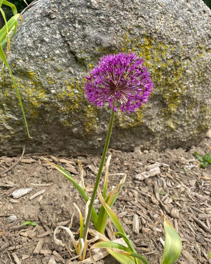 Allium plant in the wild