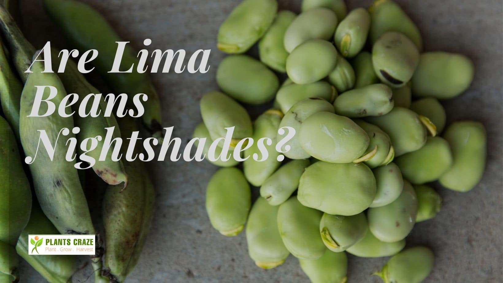 Are Lima Beans Nightshades? [HarmlessLooking Toxic Plants?]