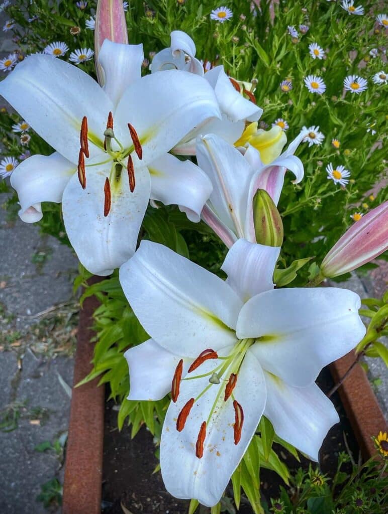 Azucena Flower [Growing Zone, Meaning and Toxicity]