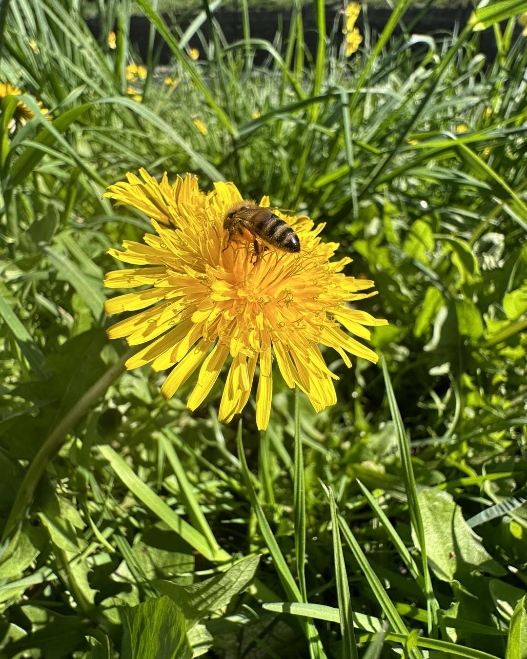 What Makes Dandelions Invasive? [Pro Tips To Control]