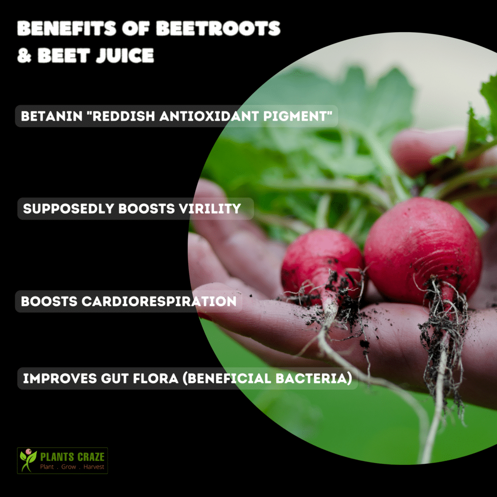 Does Beetroot Help Sexually? How Does It Help? [Explained]