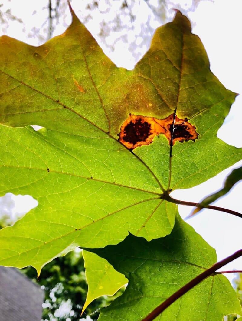 Black Spots On Silver Maple Leaves [3+ Causes and Solutions]