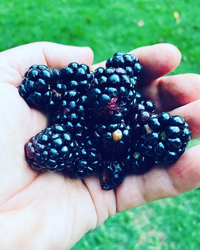 Handful of clean, juicy blackberries