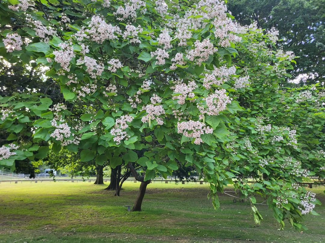 The Catalpa tree in its full bloom stage. 