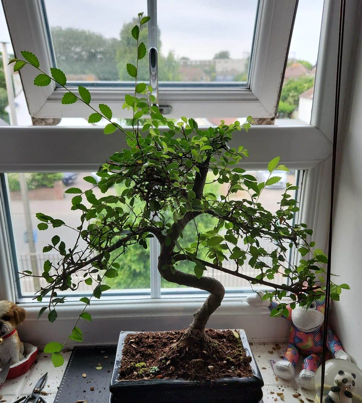 Image represents a Bonsai tree