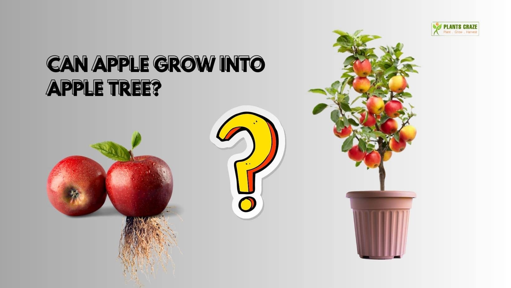 How To Grow Apple Tree From Apple [the Truth Behind It ]