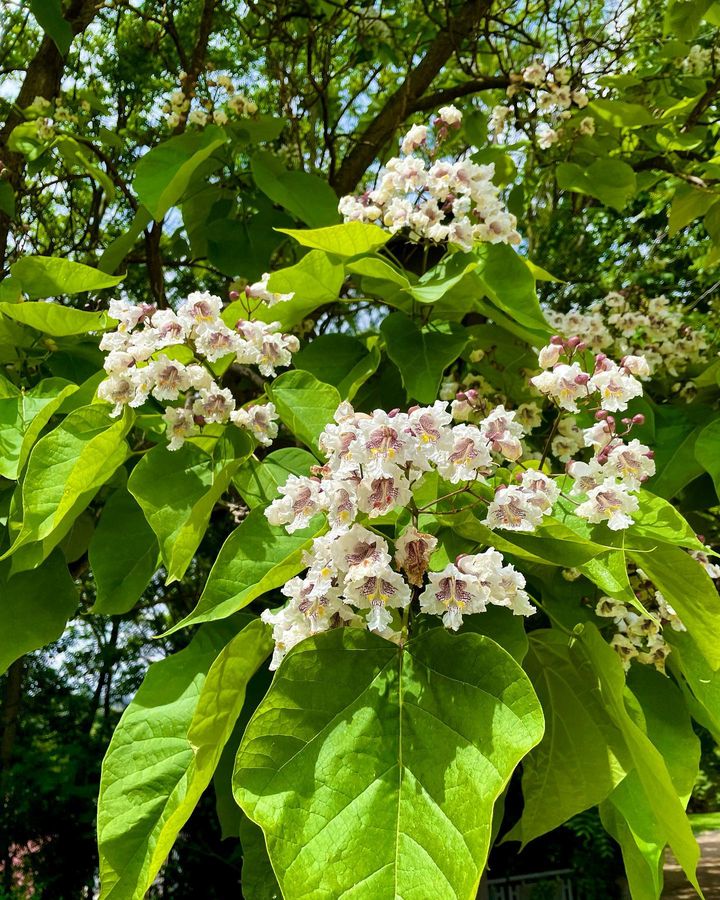 A bunch of Catalpa blooming.