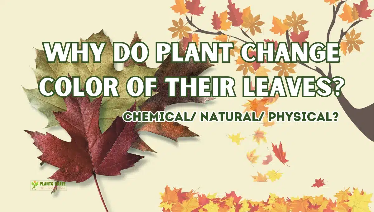 Is Leaves Changing Color A Chemical Change? [Shocking Truth]