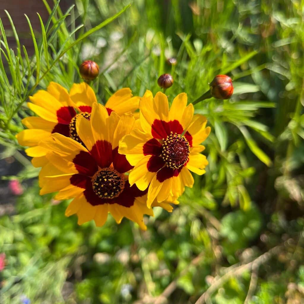 Why Is Coreopsis Called Tickseed? [Is it Perennial?]