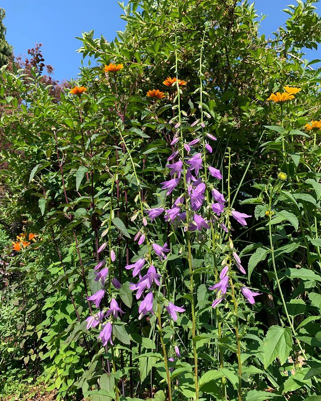 Is Creeping Bellflower Invasive Cause And 7 Control Tips 9286