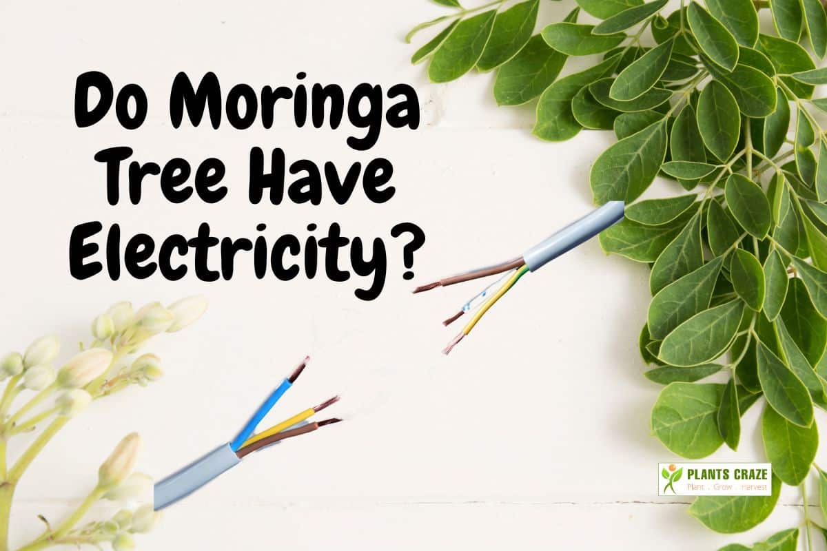 does-moringa-tree-produce-electricity-a-shocking-truth