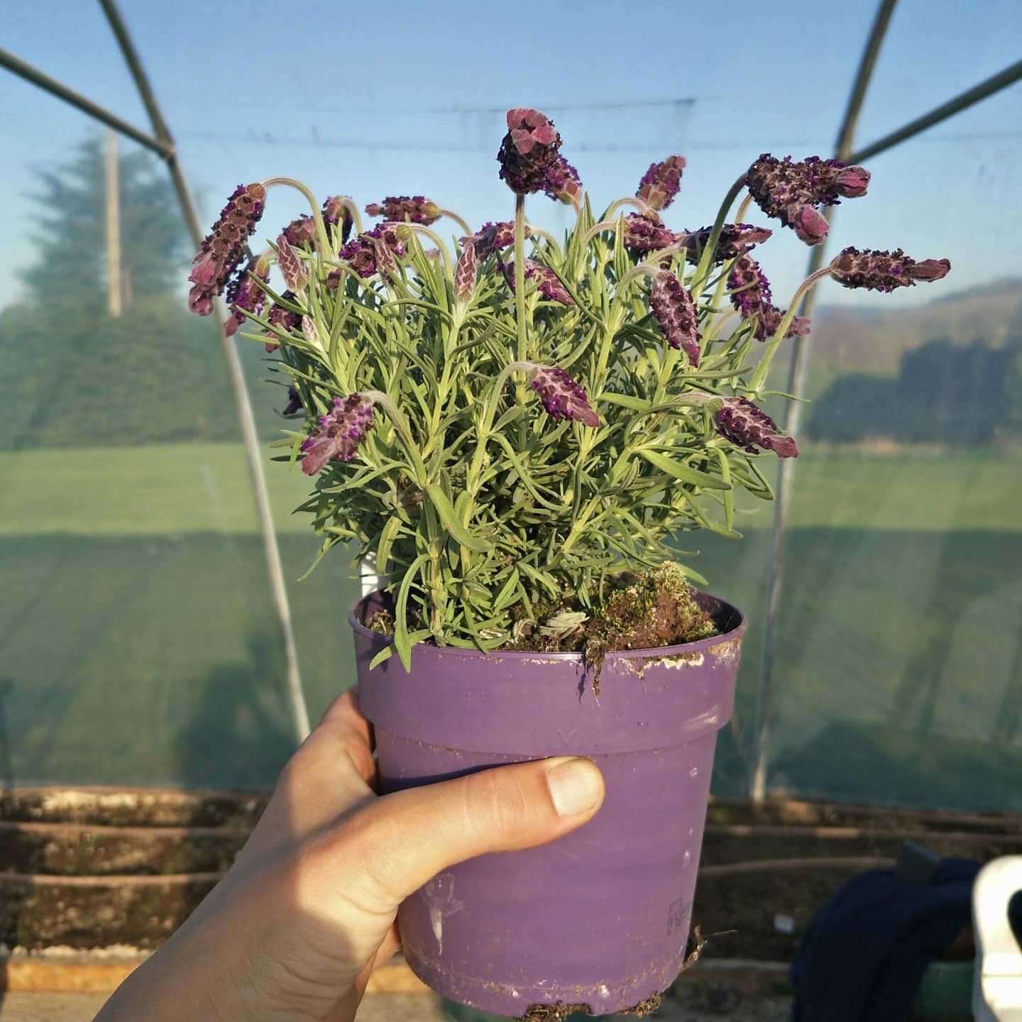 A pot of blooming Lavender held in hand.