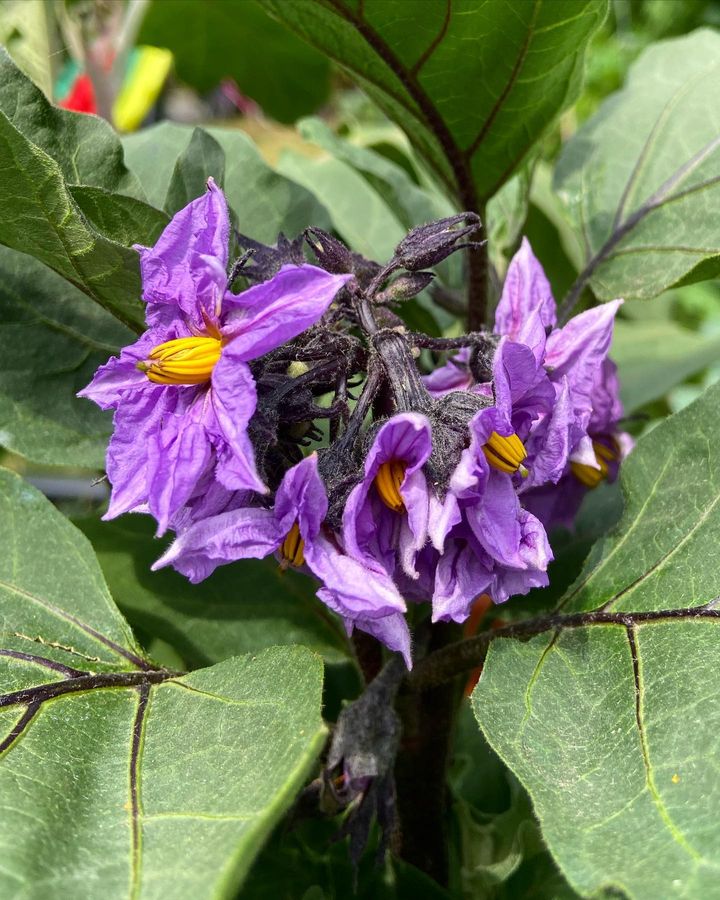 Purple colored Eggplant flowers 