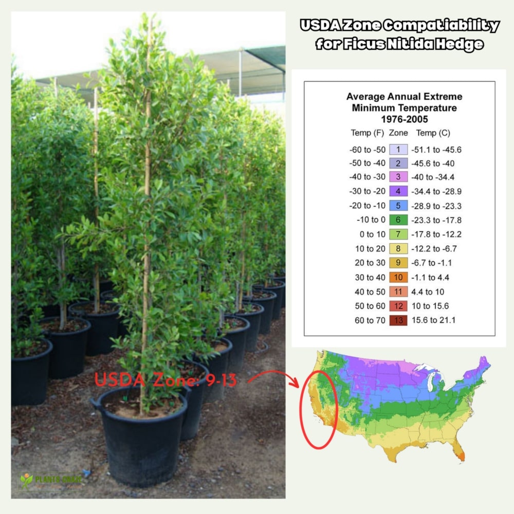 Image illustrates USDA compatibility zone for Ficus Nitida Hedge