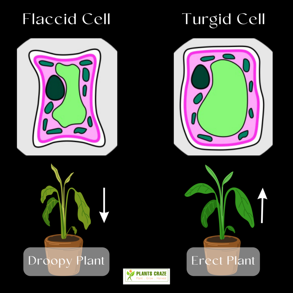 Why Do Plants Droop At Night? [Explaining The Right Cause]