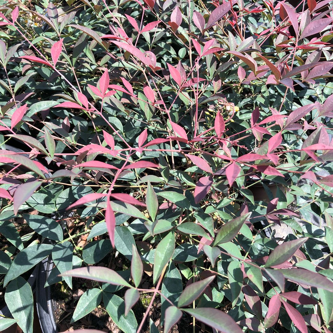 Nandina Varity with reddish foliage