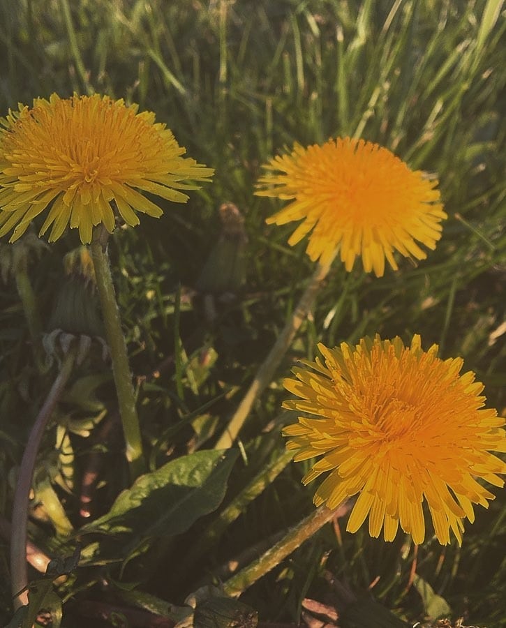 The yellow flowers of Dandelions