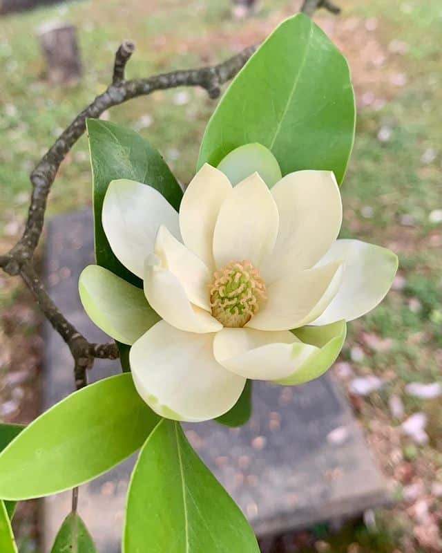 The white bloom of Sweetbay Magnolia 