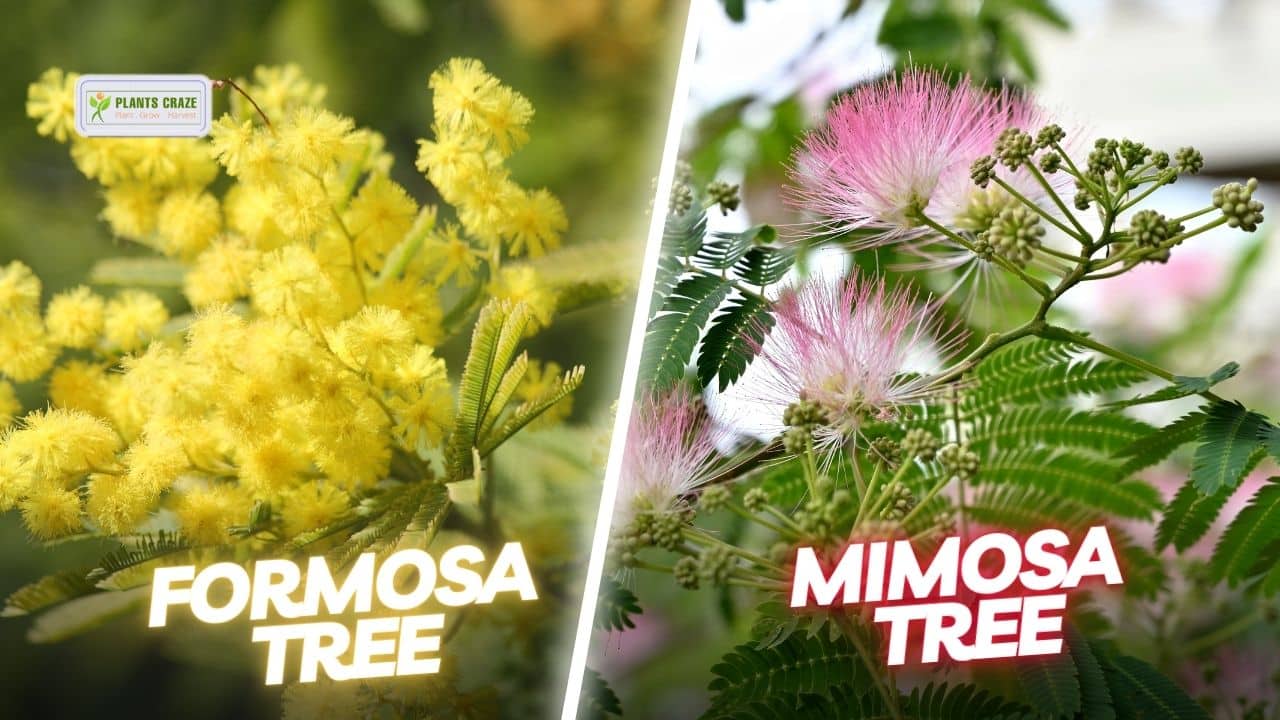 Formosa Tree Vs Mimosa Tree [5 Differences You Did Not Know!]