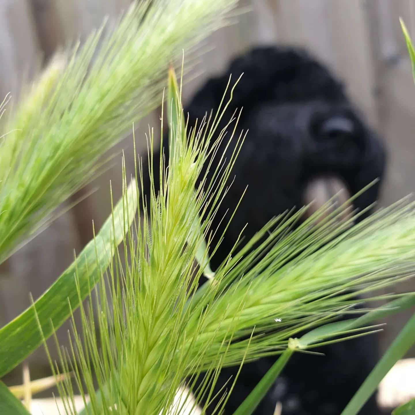 Foxtails and a black dog 