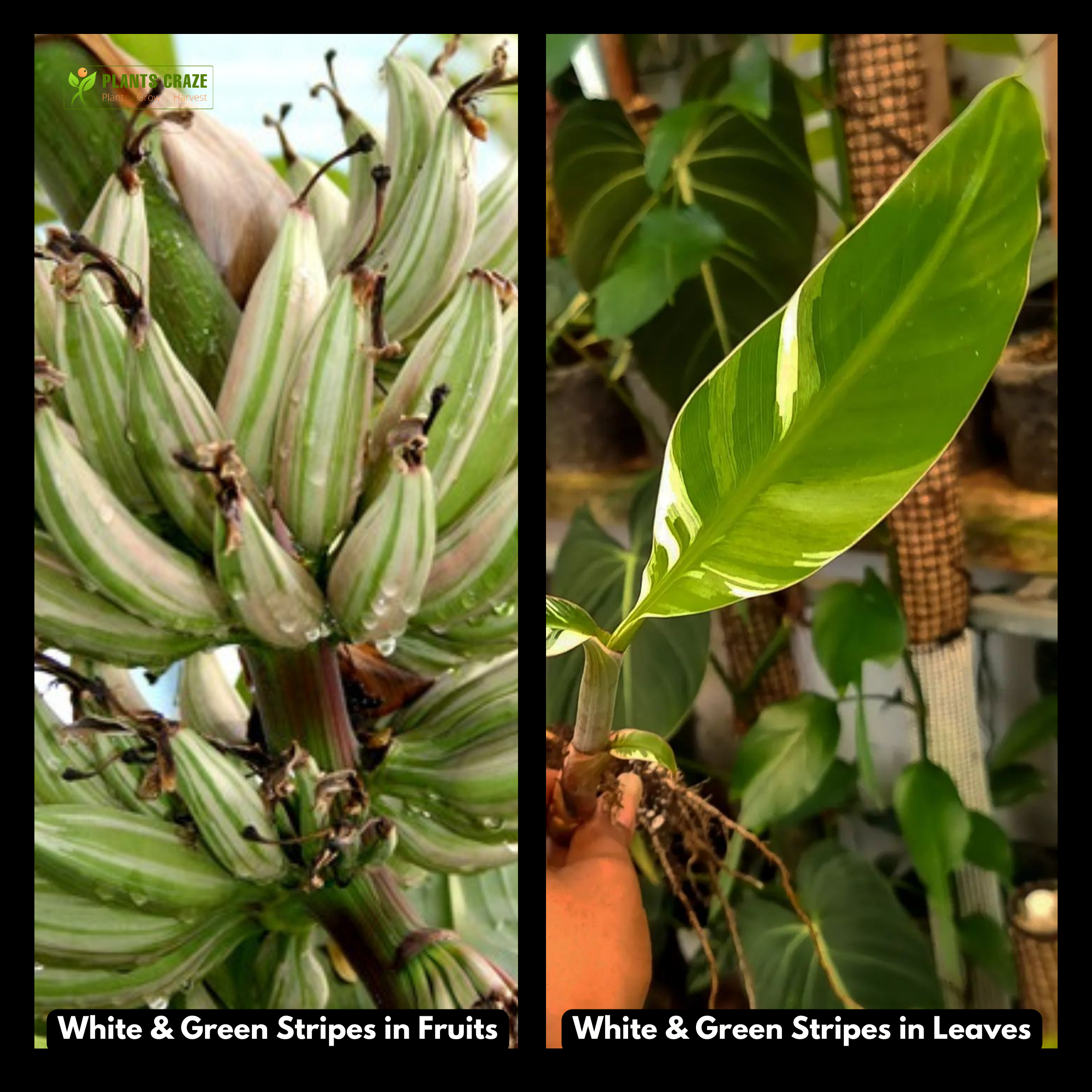 Image illustrates white and green stripey fruits and leaves of Musa AeAe