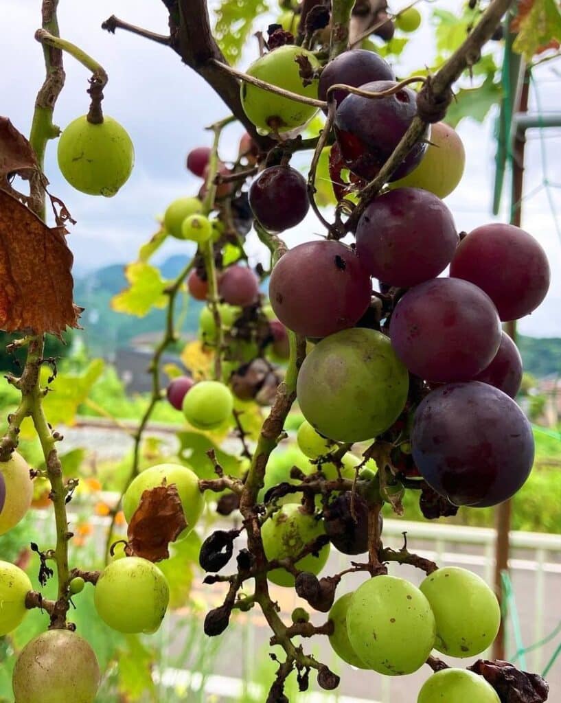 What do Grapes Look Like When They Start Growing?