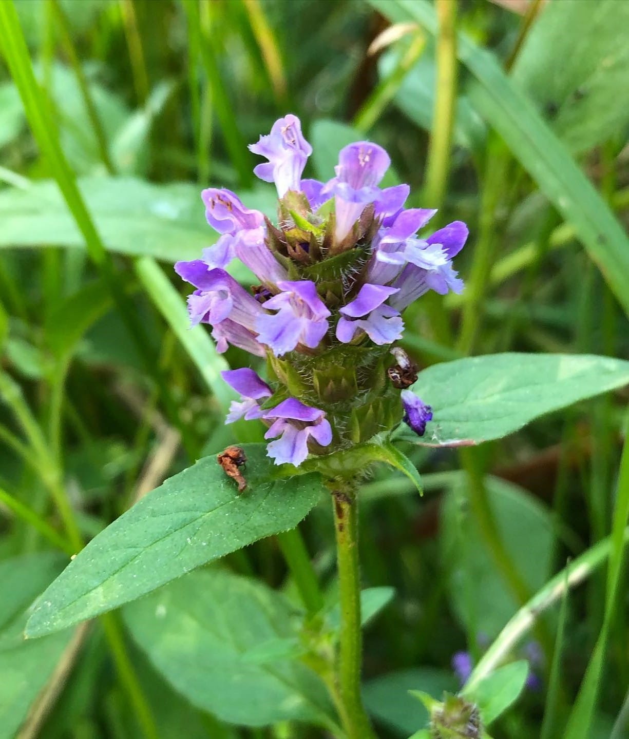 The flower of Heal All plant