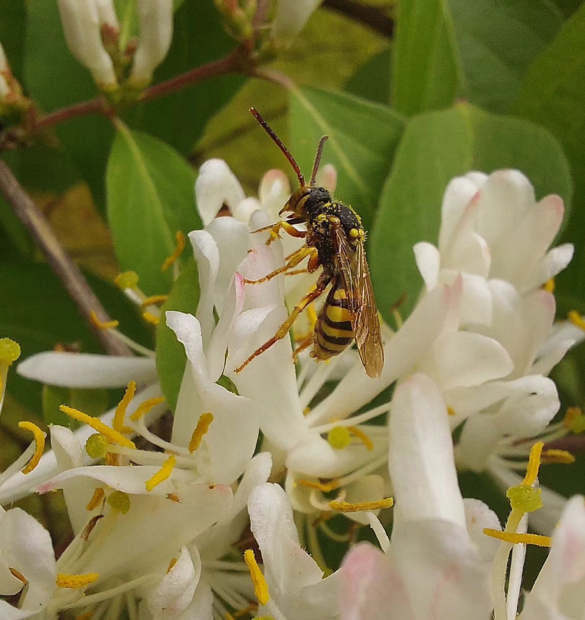 A bee on the honeysuckle flower, attracted by its fragrance.